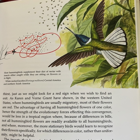 The Life Of The Hummingbird by Alexander F. Skutch HC book - Picture 8 of 12